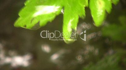 Water dripping off a leaf beside a waterfall