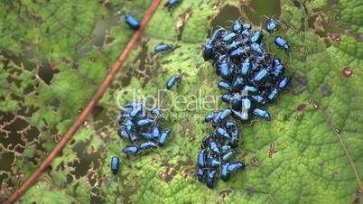 Leaf beetles (Chrysomelidae) defoilating a Gunnera plant