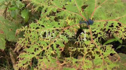 Leaf beetles (Chrysomelidae) defoilating a Gunnera plant