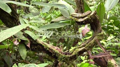 Liana in tropical rainforest, Ecuador