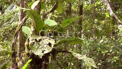 Liana and epiphytic aroid in tropical rainforest