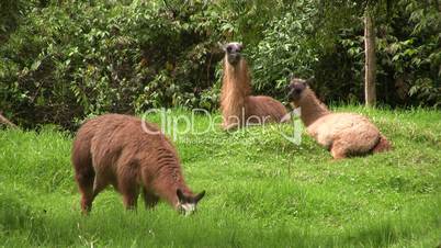 Group of llamas in the Ecuadorian Andes