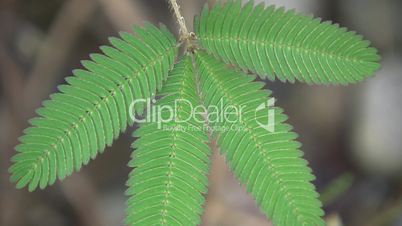 Sensitive plant (Mimosa pudica)