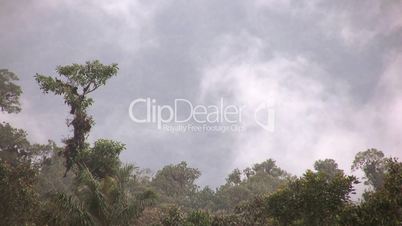 Misty cloud forest in the Ecuadorian Andes