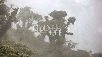 Misty cloud forest in the Ecuadorian Andes