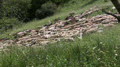 Can't sleep? Count these sheeps