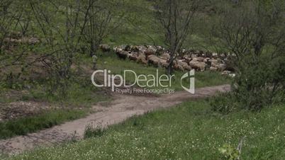 Three sheeps pose for fashion photography