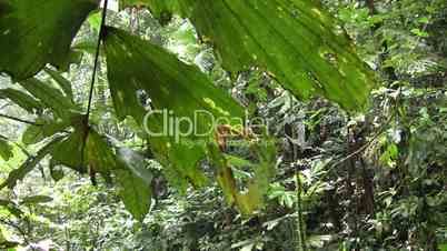 Interior of tropical rainforest in Ecuador