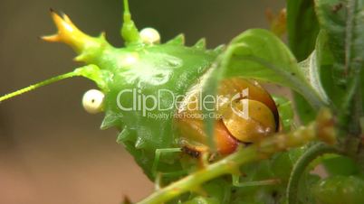 Spiny bush cricket (Panacanthus cuspidatus)