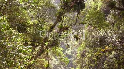 Cloudforest and forest stream