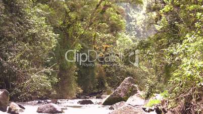 Cloudforest and forest stream