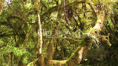 cloudforest and forest stream