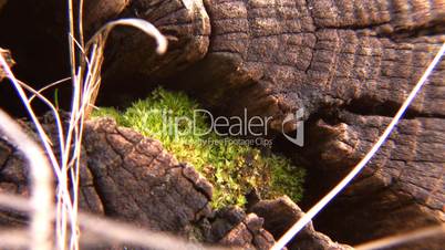 Severing cut of log with moss.