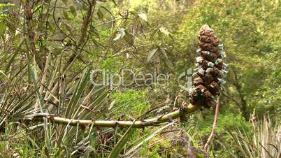 Puya aequatorialis, a terrestrial bromeliad