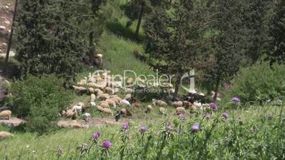 Sheeps, goats, shepherd