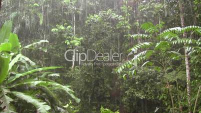 Rain falling in the rainforest