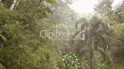 Rain falling in the rainforest, zoom out from Chontaduro palm