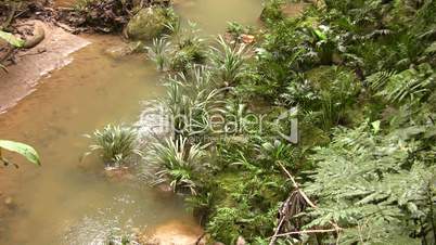 River running through tropical rainforest in Ecuador