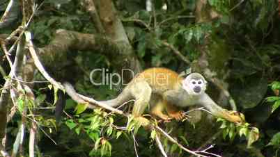 Squirrel monkey (Saimiri sciureus) in the wild