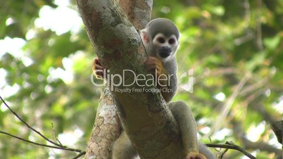 Squirrel monkey (Saimiri sciureus) in the wild