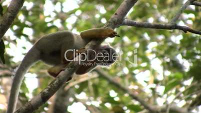 Squirrel monkey (Saimiri sciureus) in the wild