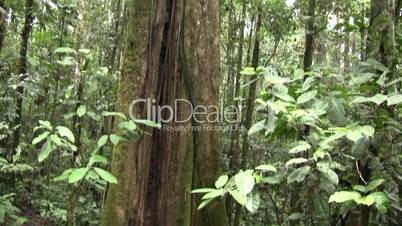 Giant rainforest tree in the Ecuadorian Amazon