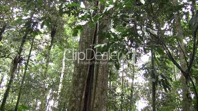 Giant rainforest tree in the Ecuadorian Amazon