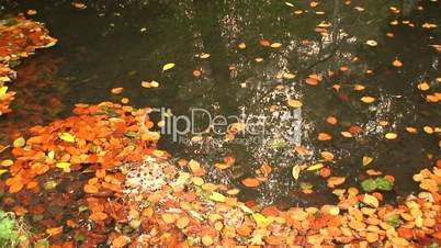 Raindrops falling onto colorful autumn leaves in a pond 2