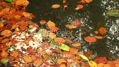 Raindrops falling onto colorful autumn leaves in a pond 3