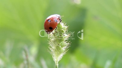 ladybird takes off from grass