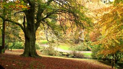 Leaves falling from the trees in autumn/fall