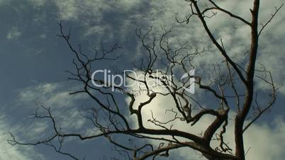 Timelapse clouds flowing over a leafless tree