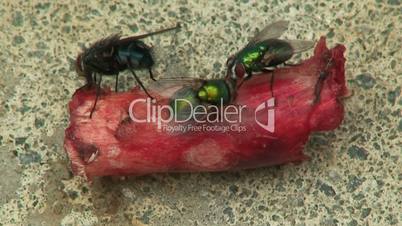 Time-lapse clip of house flies on a piece of bone