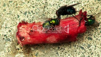 Slow motion clip of house flies on a piece of bone