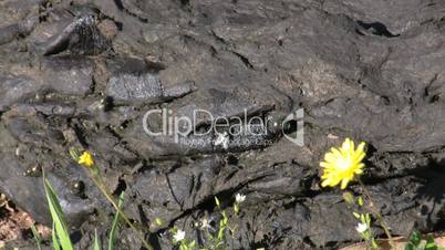 Cow dung. flies and yellow flower
