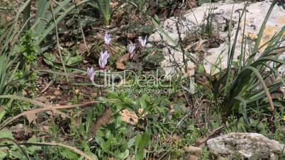 The turtle and the cyclamens