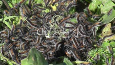 Woolly Bear caterpillars - Ocnogyna loewii
