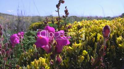 Nahaufnahme bunte Blumenwiese - Küste Algarve