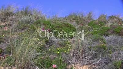 Wildgewachsenes Gras - Küste der Algarve