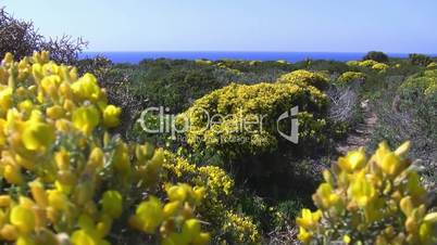 Blick zum Meer über grüngelbe Landschaft-Algarve