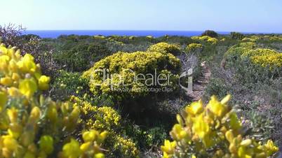 Blick zum Meer über grüngelbe Landschaft-Algarve