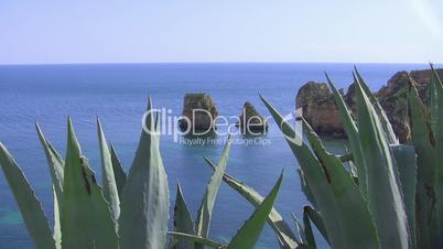 Blick zwischen Kakteenblättern auf den Ozean - Küste der Algarve
