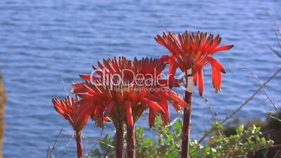 Rote Blumen vor dem blauem Meer
