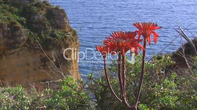 Rote Blumen vor einem Felsen am Meer