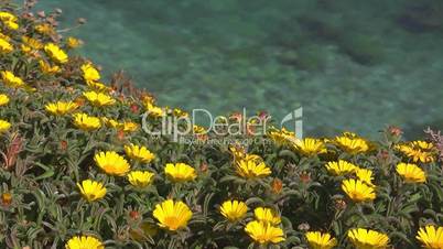 Blick von gelber Blumenwiese auf das Meer
