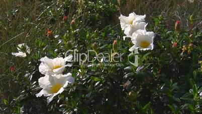 Weiße Blumen zwischen rosa Knospen