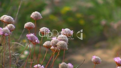 Trampelpfad umsäumt von Wiesen mit rosa Blumen