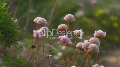 Trampelpfad umsäumt von Wiesen mit rosa Blumen