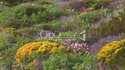 Bunte Blumenwiese - Küste der Algarve