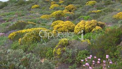 Bunte Blumenwiese mit gelb blühenden Büschen - Küste der Algarve